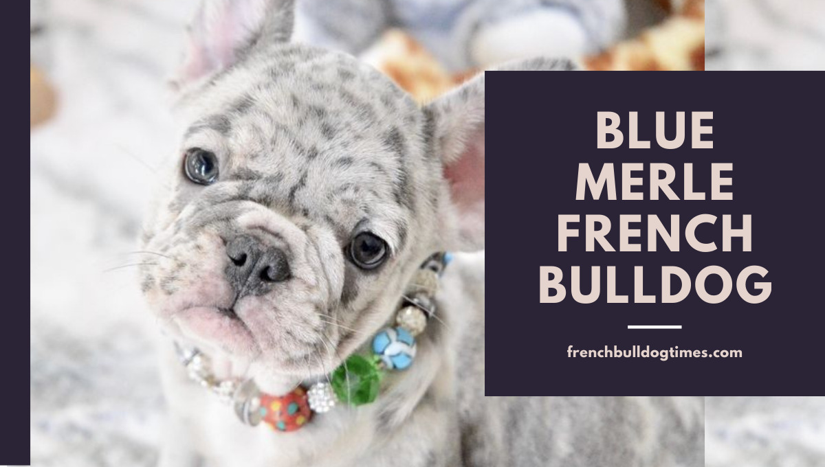 how much is a blue merle bulldog