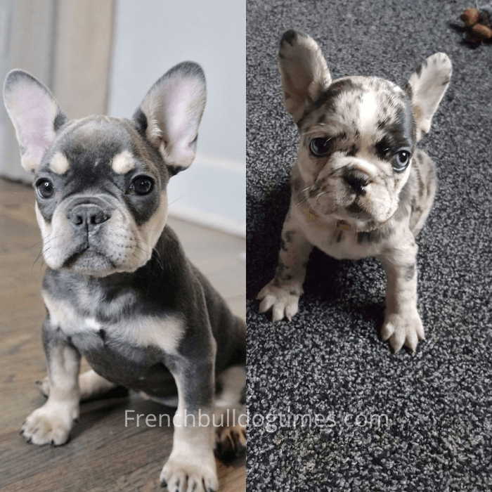 how much is a blue merle bulldog