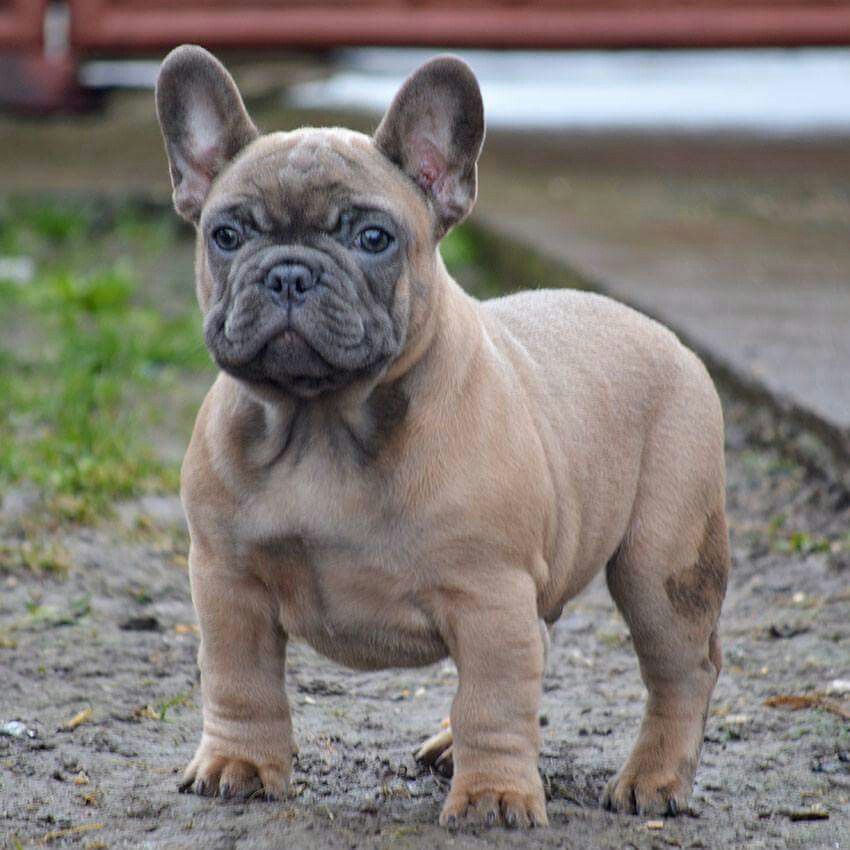 how much is a fawn colored french bulldog
