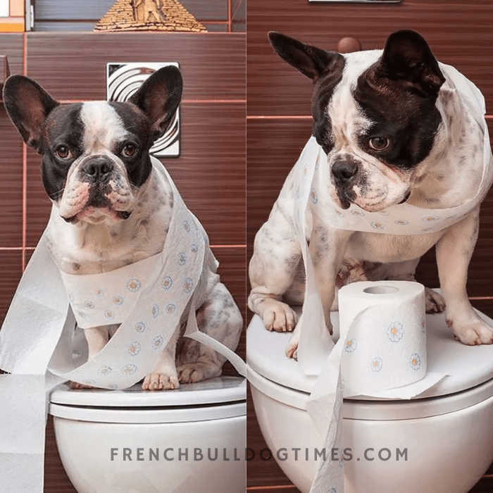 How to potty train a French Bulldog? Step By Step FBDT