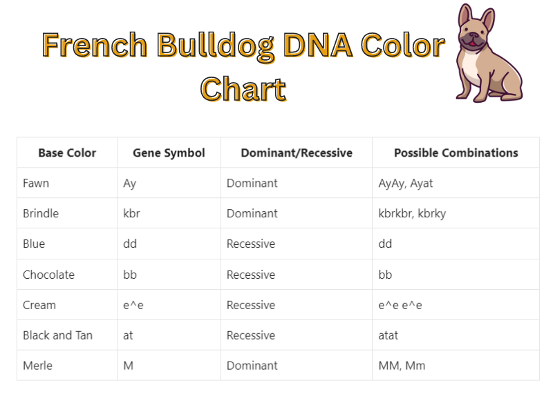 French Bulldog DNA Color Chart Unlocking the Mysteries