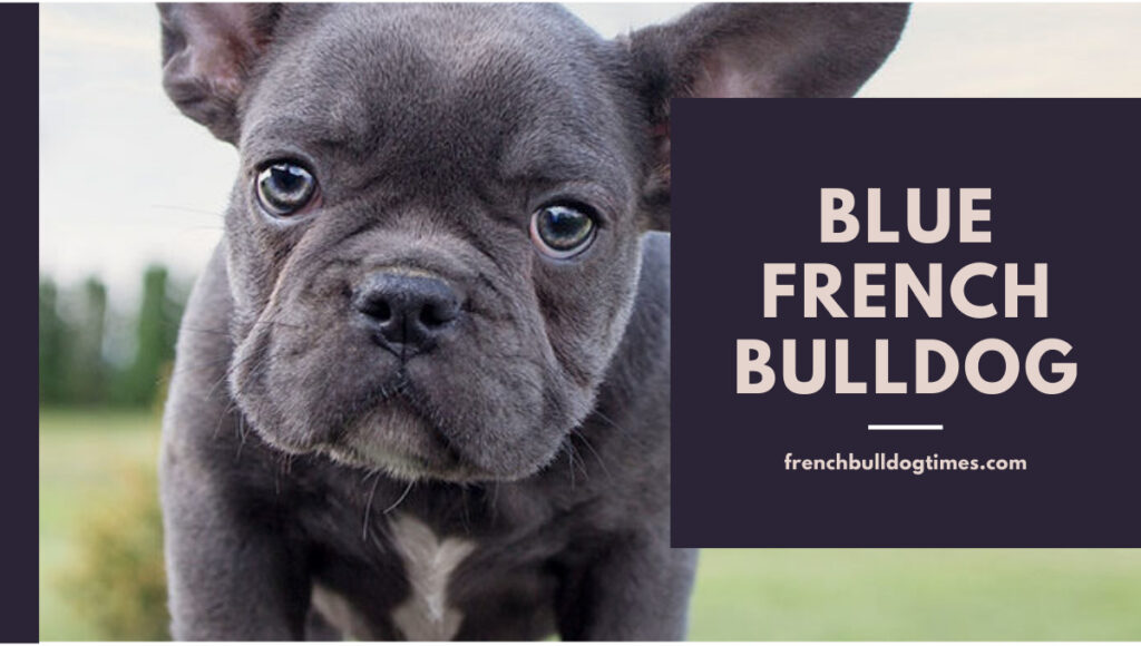 Blue French Bulldog - Aka Blue Frenchie (9 Best Things) - FBDT