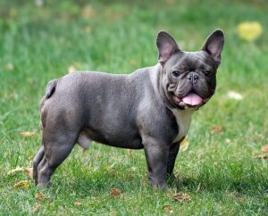 Blue French Bulldog Puppies (for sale near me) - FBDT