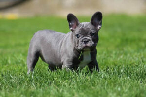 Blue French Bulldog Puppies (for sale near me) - FBDT