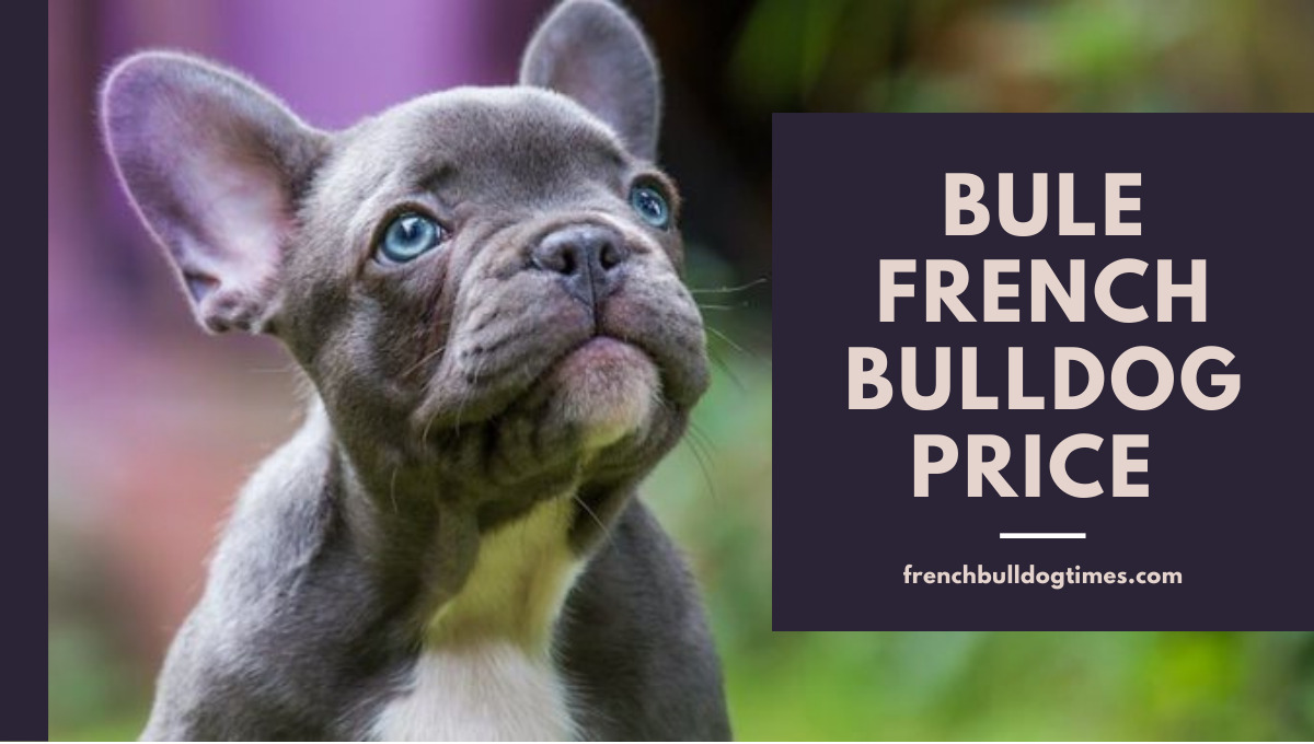 how much does a blue french bulldog cost