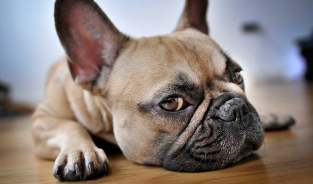 Blue French Bulldog Price – Why Are They So Expensive - FBDT