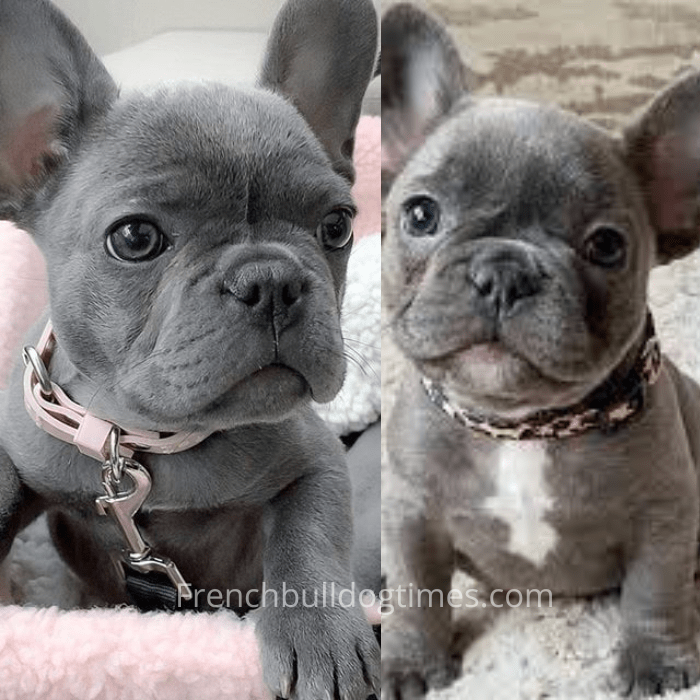 how much does a blue french bulldog cost