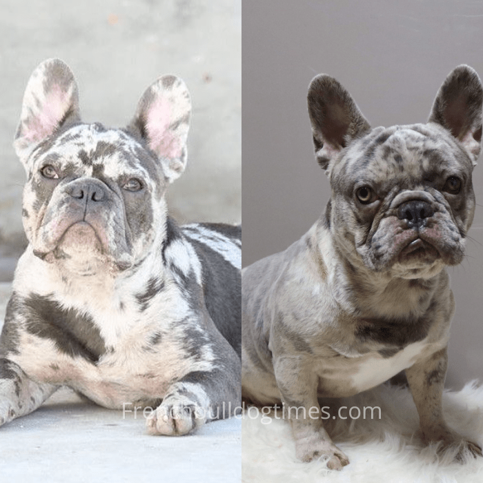 Blue French Bulldog Price – Why Are They So Expensive - FBDT