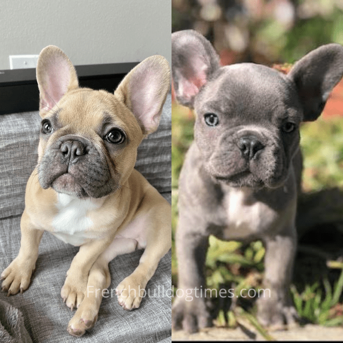 how much does a blue french bulldog cost