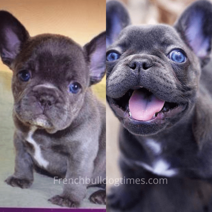 Blue French Bulldog Price – Why Are They So Expensive - FBDT