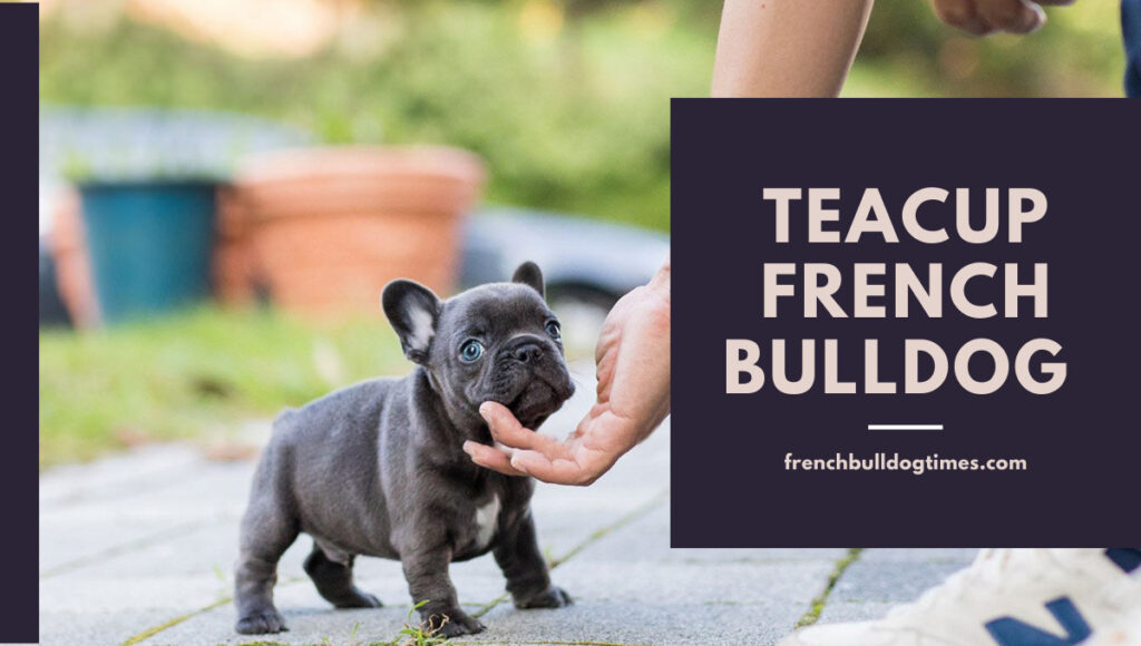 Teacup French Bulldog Puppies For Sale - Top Breed - FBDT