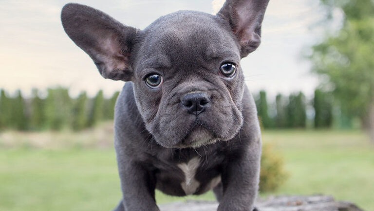 French Bulldog Blue Eye - Explained & Unlimited Guide - FBDT