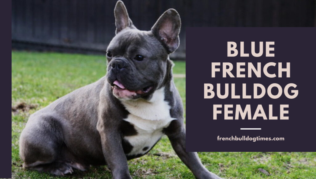 Blue French Bulldog Female – A Complete Guide About The Breed - FBDT