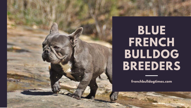 9 Blue French Bulldog Breeders - Best Breeders In The USA - FBDT