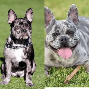 Blue Merle French Bulldog - Everything You Want to Know - FBDT