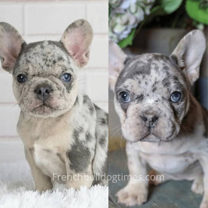 Blue Merle French Bulldog - Everything You Want to Know - FBDT