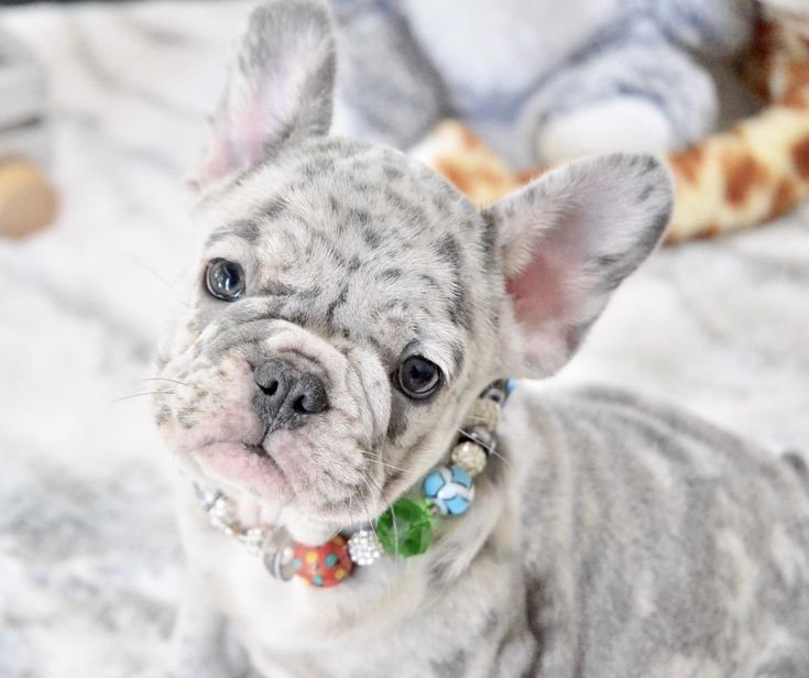 Blue Merle French Bulldog - Everything You Want to Know - FBDT