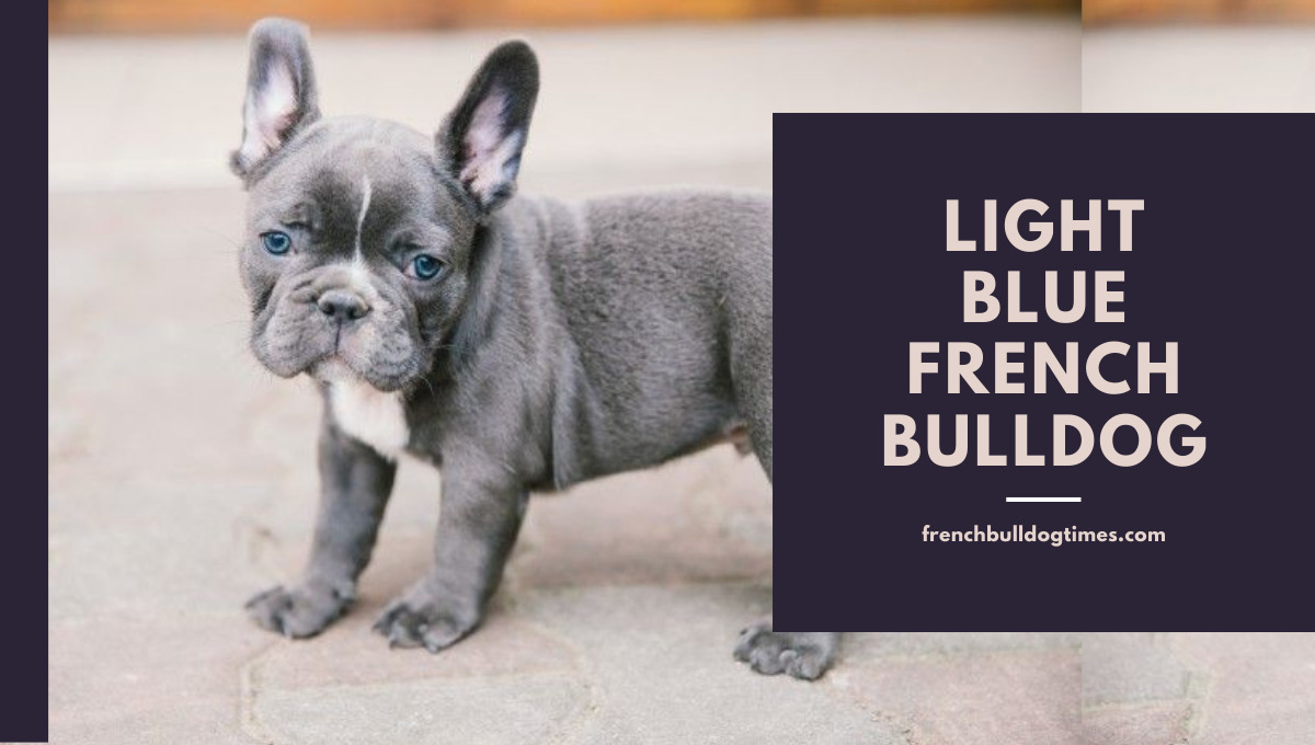 Homepage [frenchbulldogtimes.com]