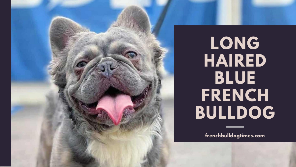 Long Haired Blue French Bulldog (*Nobody Knows*) - FBDT