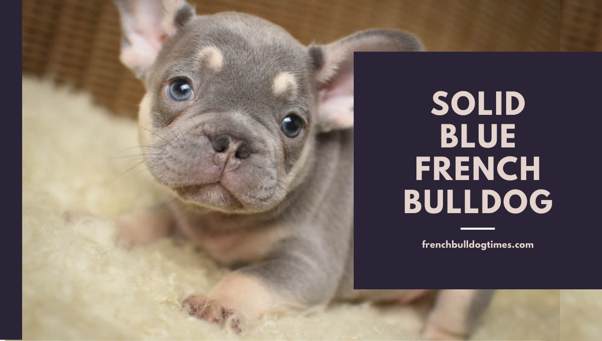 Lilac Blue French Bulldog: Price, Puppies, [Everything] - FBDT