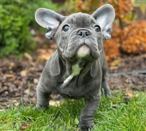 Blue Nose French Bulldog - Personality, Health Problems & Diet - FBDT