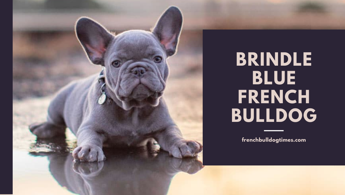 Brindle Blue French Bulldog (Puppy Price Cheap) - FBDT