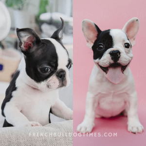 Akc Blue French Bulldog: (kindest Dog Breed) - Fbdt