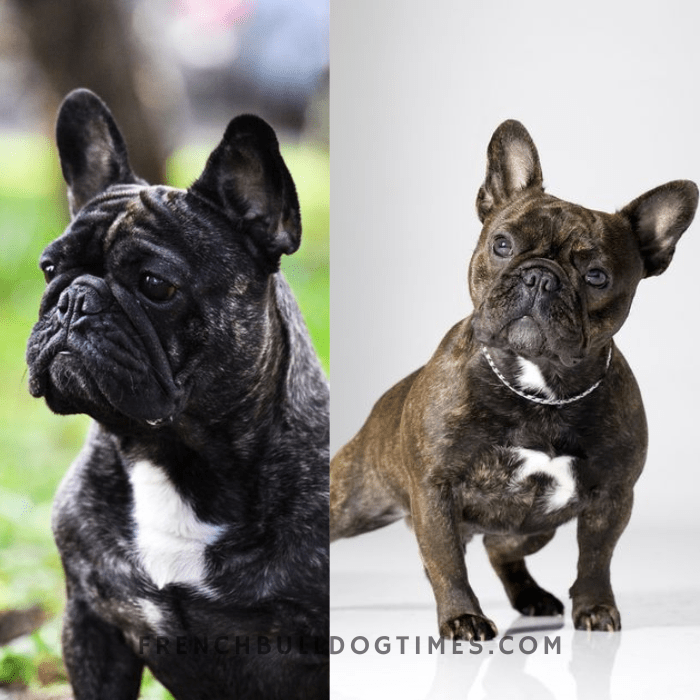 Brindle Blue French Bulldog (Puppy Price Cheap) - FBDT