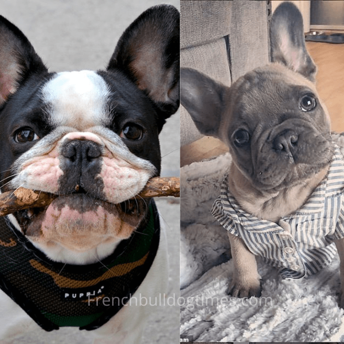 How Much Exercise Does A French Bulldog Need? 5 Secrets - Fbdt