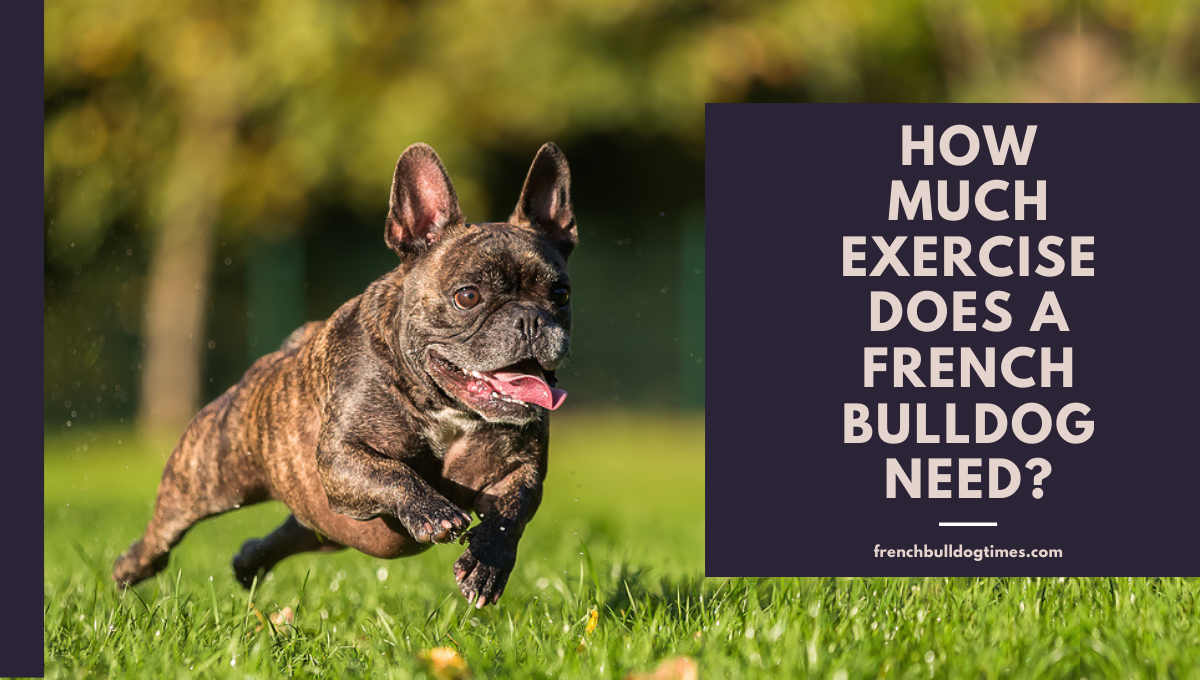 how much exercise does a french bulldog need