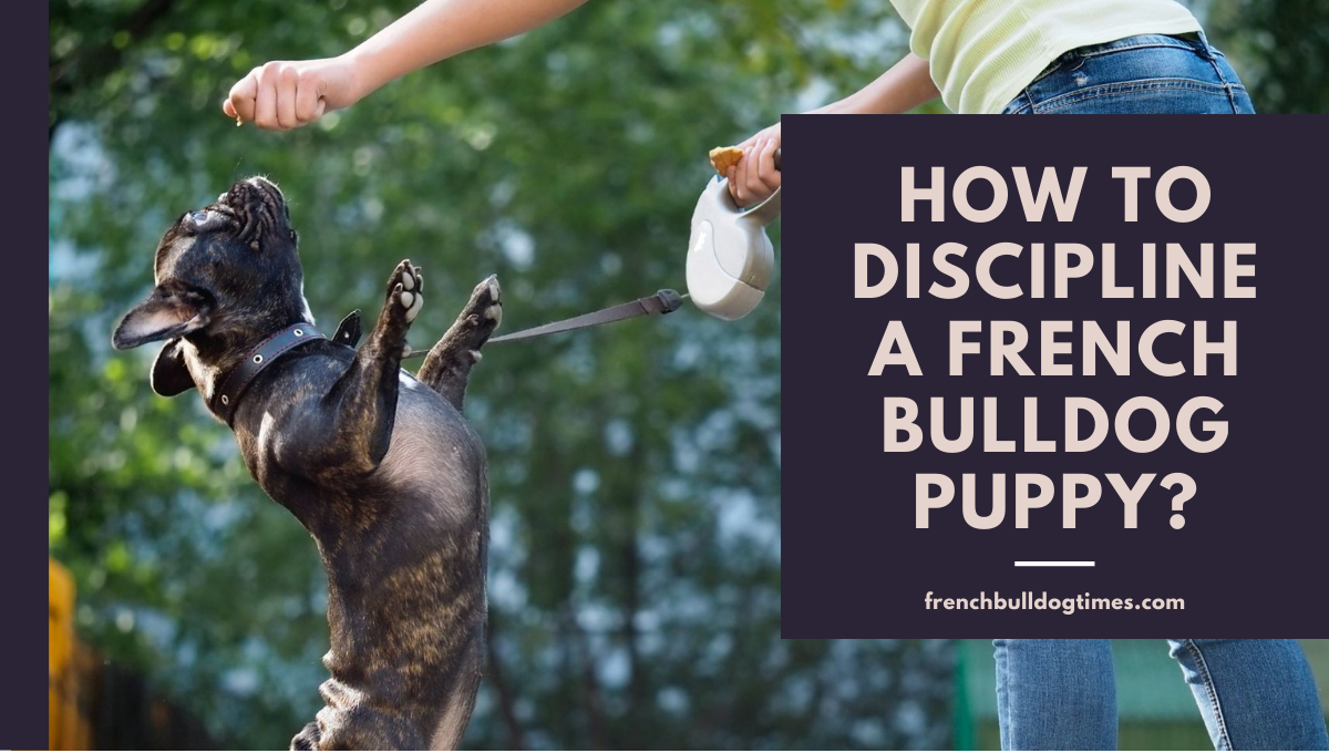 how do you punish a french bulldog