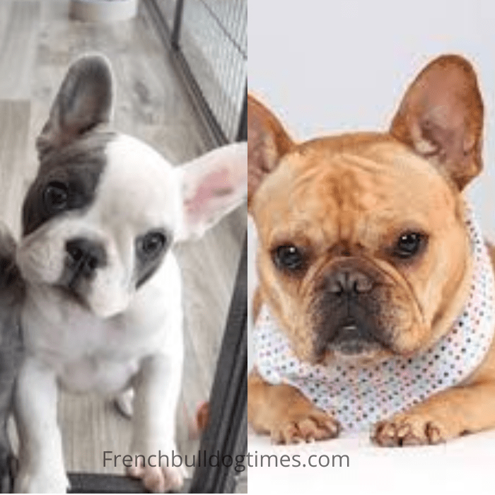 How to Train French Bulldogs? (Step By Step Guide) - FBDT