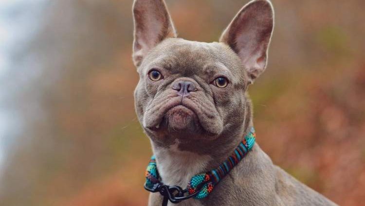 are french bulldogs color blind