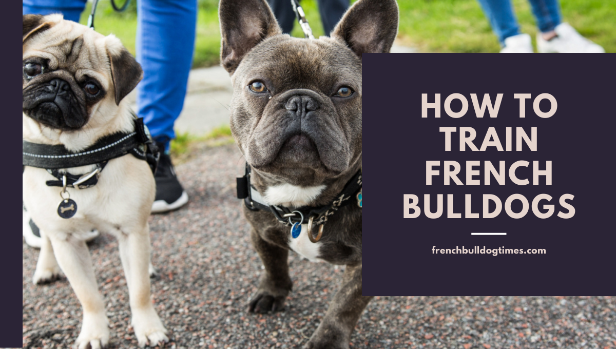 How to Train French Bulldogs? (Step By Step Guide) - FBDT