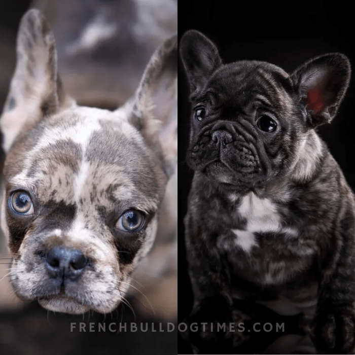 are french bulldogs color blind