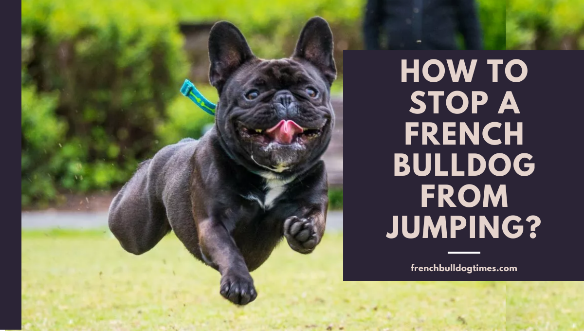 Homepage [frenchbulldogtimes.com]