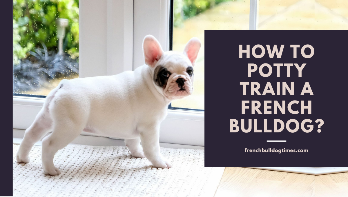 How to potty train a French Bulldog? Step By Step FBDT