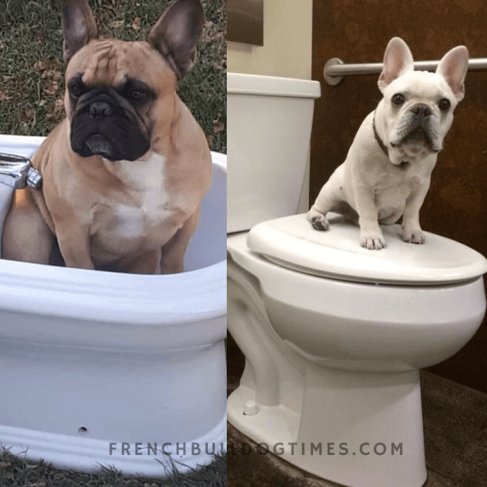 How to potty train a French Bulldog? Step By Step FBDT