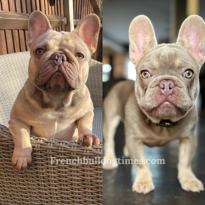 Unique Charm of Lilac French Bulldogs: What Makes Them So Special? - FBDT