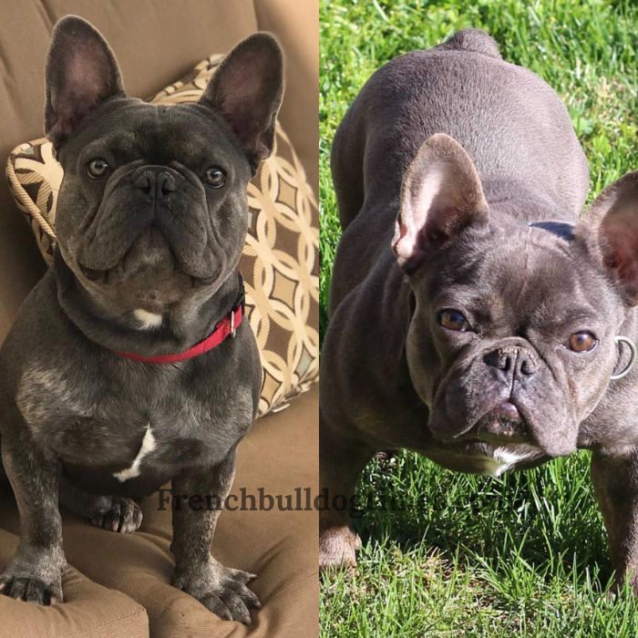 Blue Trindle French Bulldog: Rare Coat Coloration in a Beloved Breed - FBDT