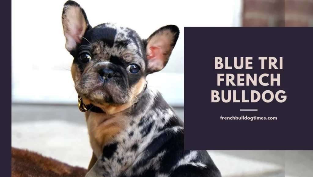 Blue Tri French Bulldog: A Rare Gem Among Frenchie Varieties - FBDT