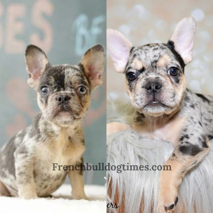 Blue Tri French Bulldog: A Rare Gem Among Frenchie Varieties - Fbdt