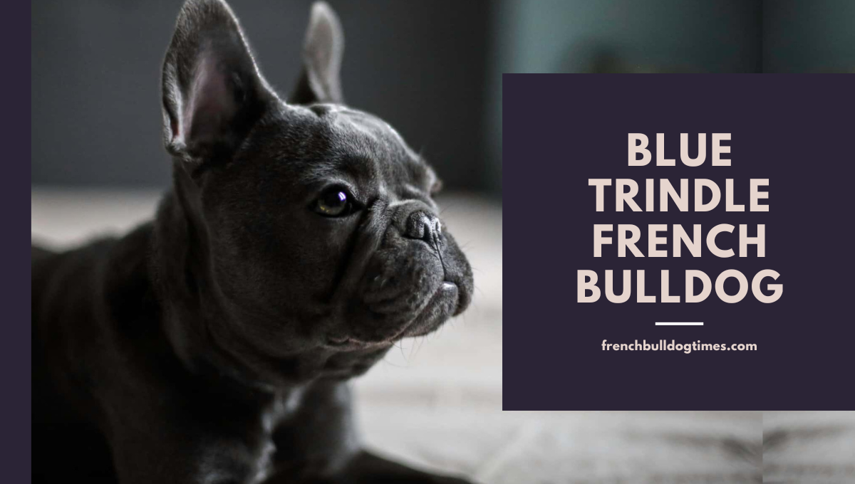 Blue Trindle French Bulldog: Rare Coat Coloration in a Beloved Breed - FBDT