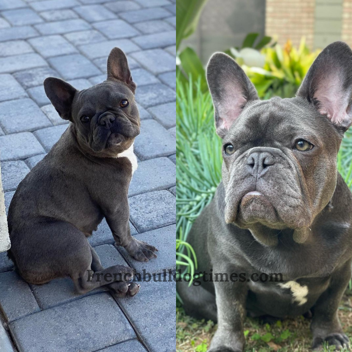 Blue Trindle French Bulldog: Rare Coat Coloration in a Beloved Breed - FBDT